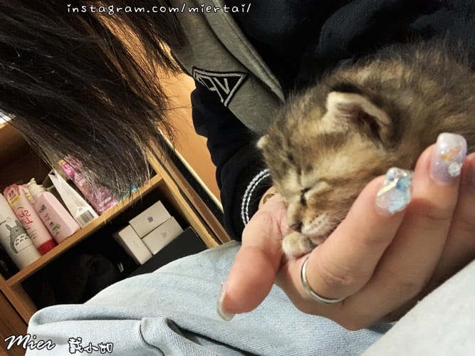 毛小孩|| 貓咪妳好 初次見面 我是新手媽媽戴小如 妳是我可 IMG_2906