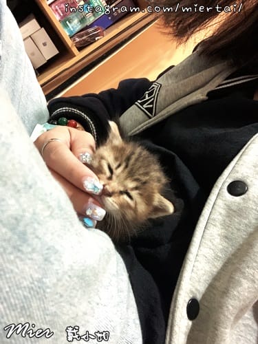 毛小孩|| 貓咪妳好 初次見面 我是新手媽媽戴小如 妳是我可 WWGM4689