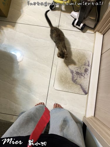 毛小孩|| 貓咪妳好 初次見面 我是新手媽媽戴小如 妳是我可 IMG_4536