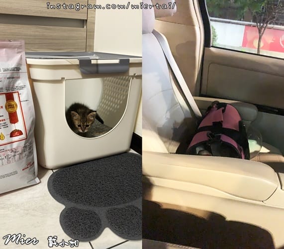 毛小孩|| 貓咪妳好 初次見面 我是新手媽媽戴小如 妳是我可 4