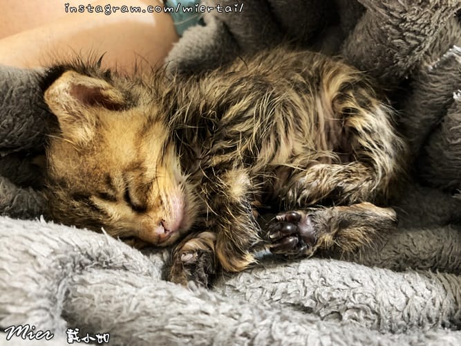 毛小孩|| 貓咪妳好 初次見面 我是新手媽媽戴小如 妳是我可 IMG_2914