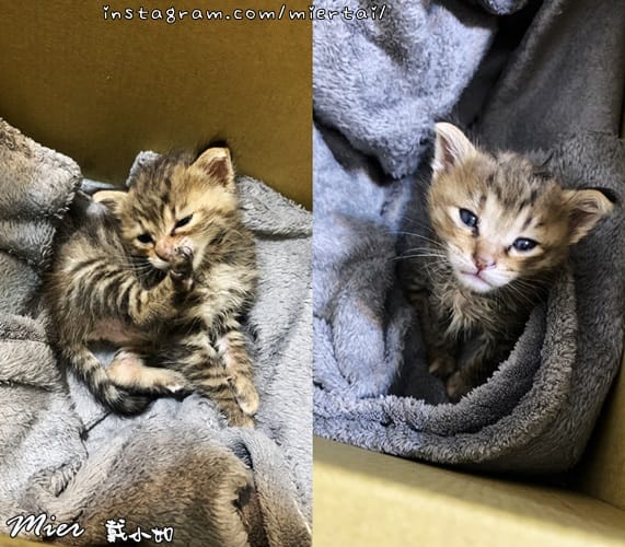 毛小孩|| 貓咪妳好 初次見面 我是新手媽媽戴小如 妳是我可 1