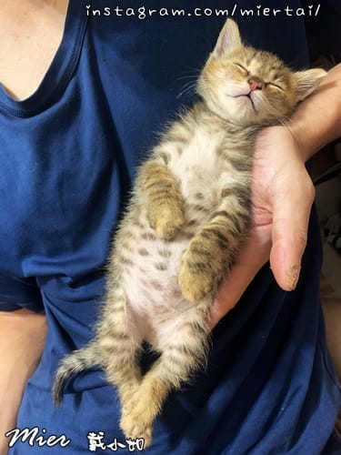 毛小孩|| 貓咪妳好 初次見面 我是新手媽媽戴小如 妳是我可 IMG_3831