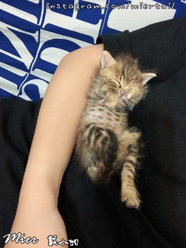 毛小孩|| 貓咪妳好 初次見面 我是新手媽媽戴小如 妳是我可 GPXW9802