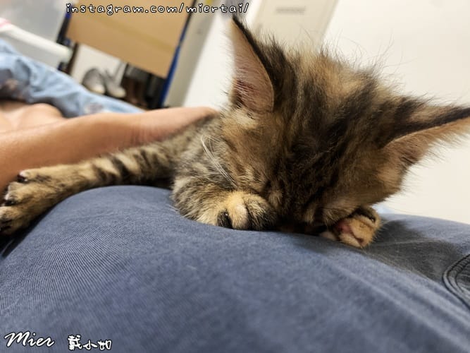 毛小孩|| 貓咪妳好 初次見面 我是新手媽媽戴小如 妳是我可 IMG_4244