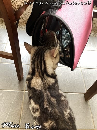毛小孩|| 貓咪妳好 初次見面 我是新手媽媽戴小如 妳是我可 IMG_4046
