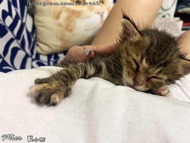 毛小孩|| 貓咪妳好 初次見面 我是新手媽媽戴小如 妳是我可 IMG_3226