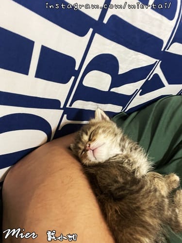 毛小孩|| 貓咪妳好 初次見面 我是新手媽媽戴小如 妳是我可 IMG_1261