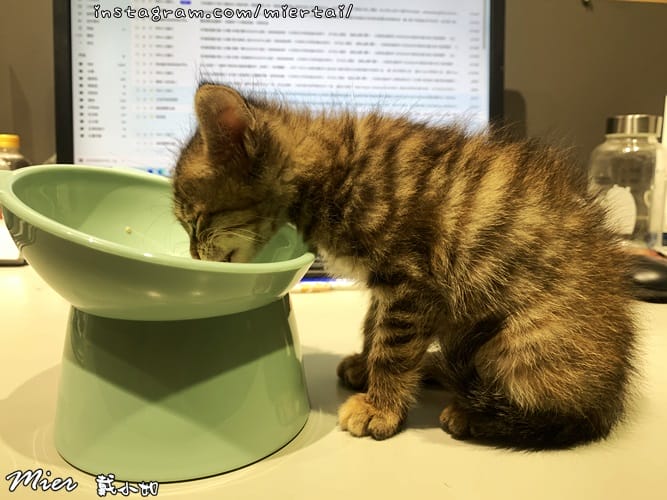 毛小孩|| 貓咪妳好 初次見面 我是新手媽媽戴小如 妳是我可 IMG_4145