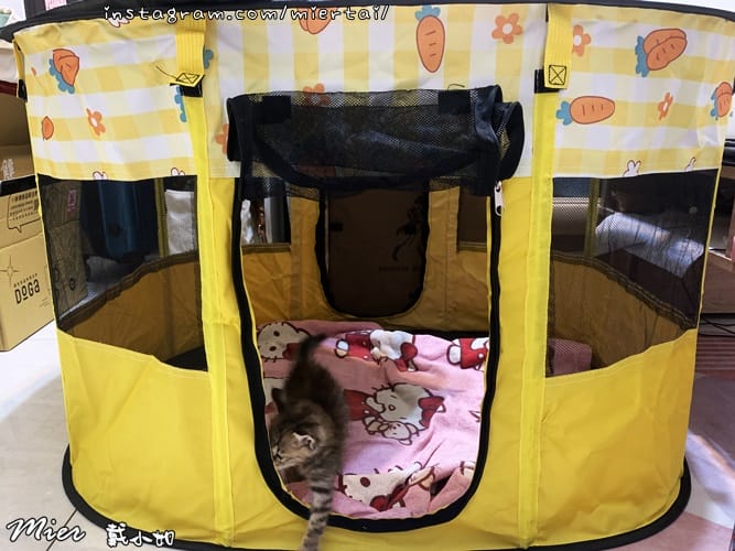 毛小孩|| 貓咪妳好 初次見面 我是新手媽媽戴小如 妳是我可 IMG_3854