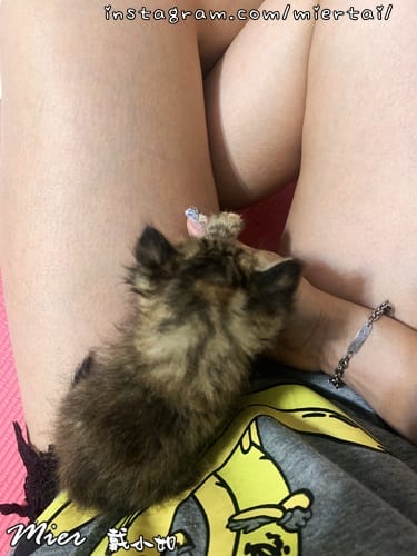 毛小孩|| 貓咪妳好 初次見面 我是新手媽媽戴小如 妳是我可 IMG_2942