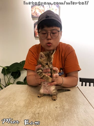 毛小孩|| 貓咪妳好 初次見面 我是新手媽媽戴小如 妳是我可 IMG_4157