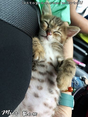 毛小孩|| 貓咪妳好 初次見面 我是新手媽媽戴小如 妳是我可 IMG_4002