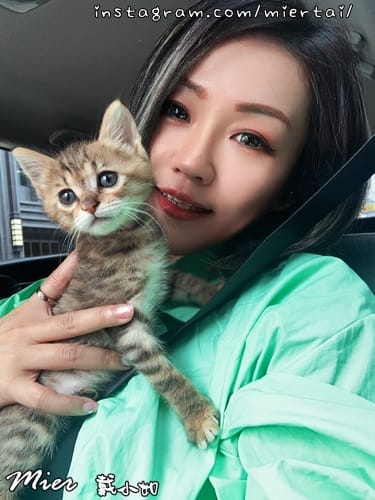 毛小孩|| 貓咪妳好 初次見面 我是新手媽媽戴小如 妳是我可 IMG_3946