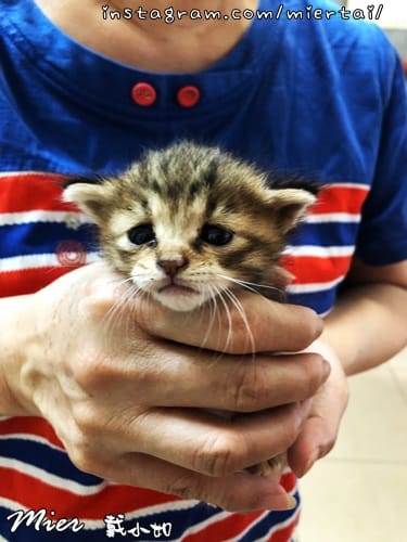 毛小孩|| 貓咪妳好 初次見面 我是新手媽媽戴小如 妳是我可 IMG_2880