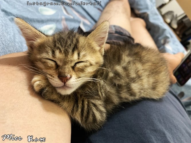 毛小孩|| 貓咪妳好 初次見面 我是新手媽媽戴小如 妳是我可 IMG_E4247