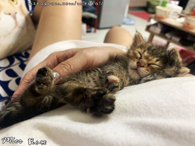 毛小孩|| 貓咪妳好 初次見面 我是新手媽媽戴小如 妳是我可 IMG_3235