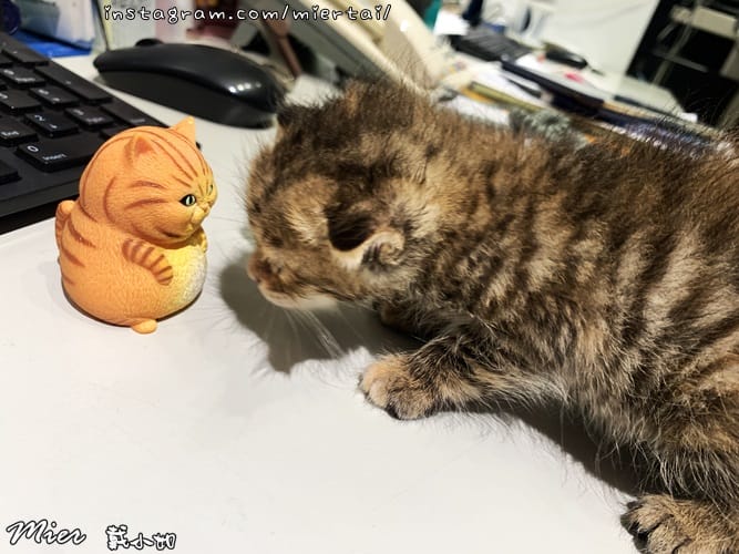 毛小孩|| 貓咪妳好 初次見面 我是新手媽媽戴小如 妳是我可 IMG_3175