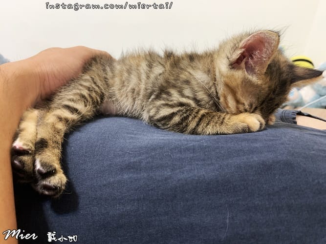 毛小孩|| 貓咪妳好 初次見面 我是新手媽媽戴小如 妳是我可 IMG_4242