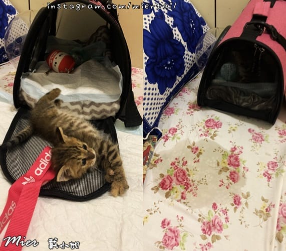 毛小孩|| 貓咪妳好 初次見面 我是新手媽媽戴小如 妳是我可 3