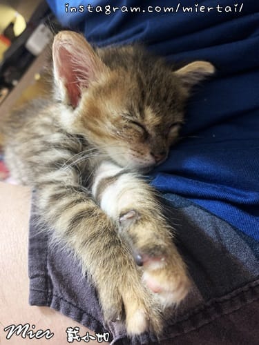毛小孩|| 貓咪妳好 初次見面 我是新手媽媽戴小如 妳是我可 IMG_3832