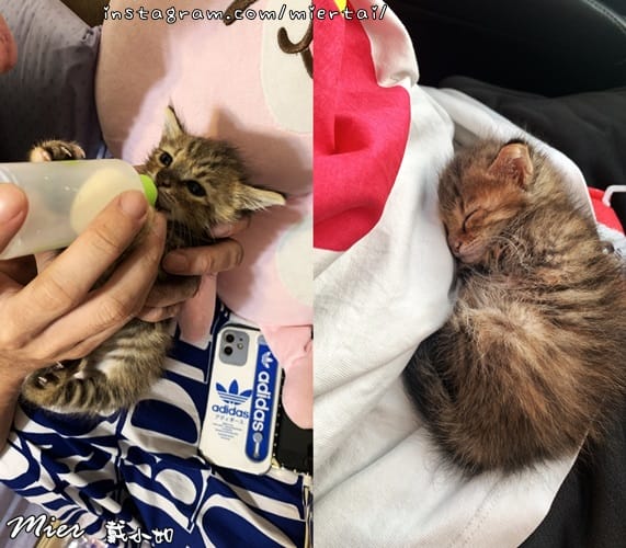 毛小孩|| 貓咪妳好 初次見面 我是新手媽媽戴小如 妳是我可 2