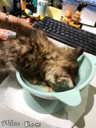毛小孩|| 貓咪妳好 初次見面 我是新手媽媽戴小如 妳是我可 IMG_3818