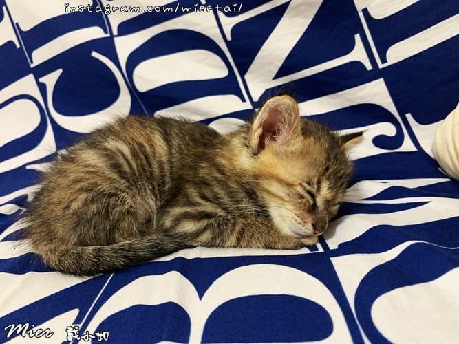 毛小孩|| 貓咪妳好 初次見面 我是新手媽媽戴小如 妳是我可 IMG_3858