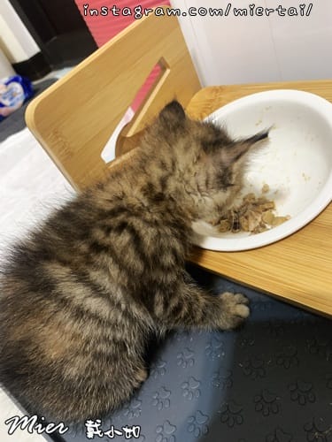 毛小孩|| 貓咪妳好 初次見面 我是新手媽媽戴小如 妳是我可 IMG_3889