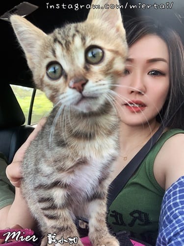 毛小孩|| 關於我的米克斯小奶貓 戴比Taibi 看似天使其 IMG_4744