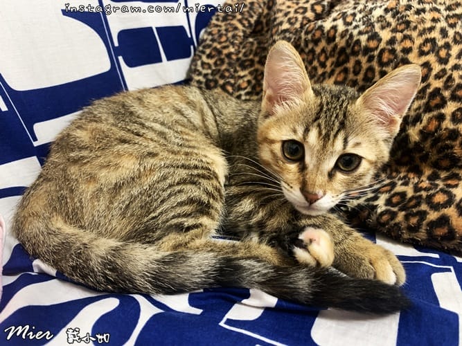毛小孩|| 關於我的米克斯小奶貓 戴比Taibi 看似天使其 IMG_5787