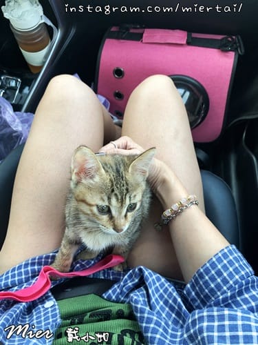 毛小孩|| 關於我的米克斯小奶貓 戴比Taibi 看似天使其 IMG_4754