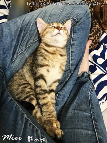 毛小孩|| 關於我的米克斯小奶貓 戴比Taibi 看似天使其 IMG_6144