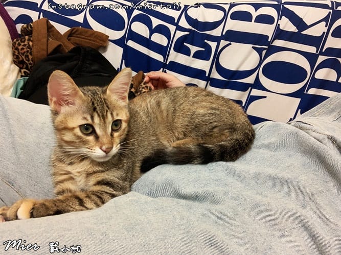 毛小孩|| 關於我的米克斯小奶貓 戴比Taibi 看似天使其 DASG1664