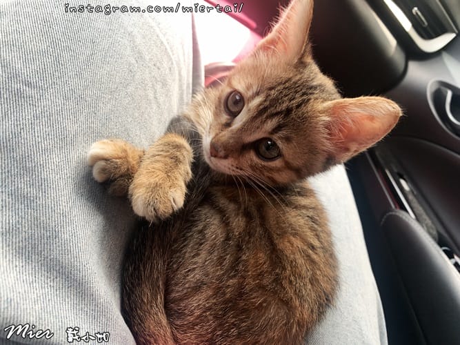 毛小孩|| 關於我的米克斯小奶貓 戴比Taibi 看似天使其 IMG_E5049