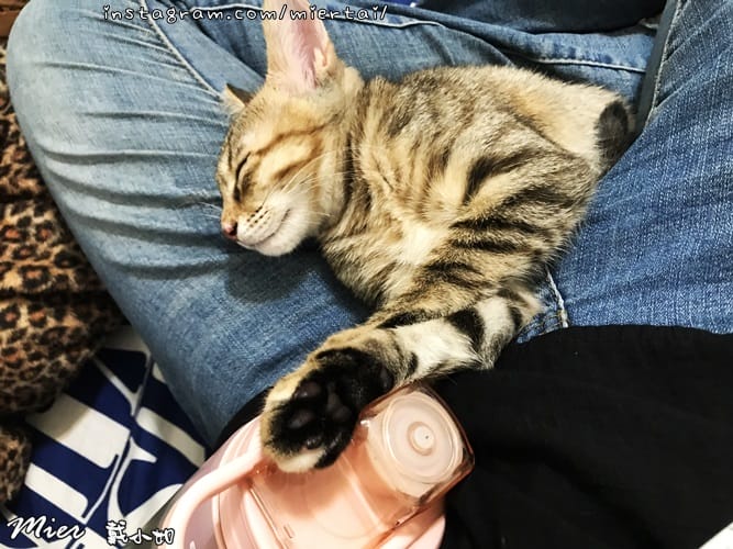 毛小孩|| 關於我的米克斯小奶貓 戴比Taibi 看似天使其 IMG_6108