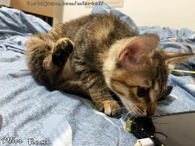 毛小孩|| 關於我的米克斯小奶貓 戴比Taibi 看似天使其 IMG_6029