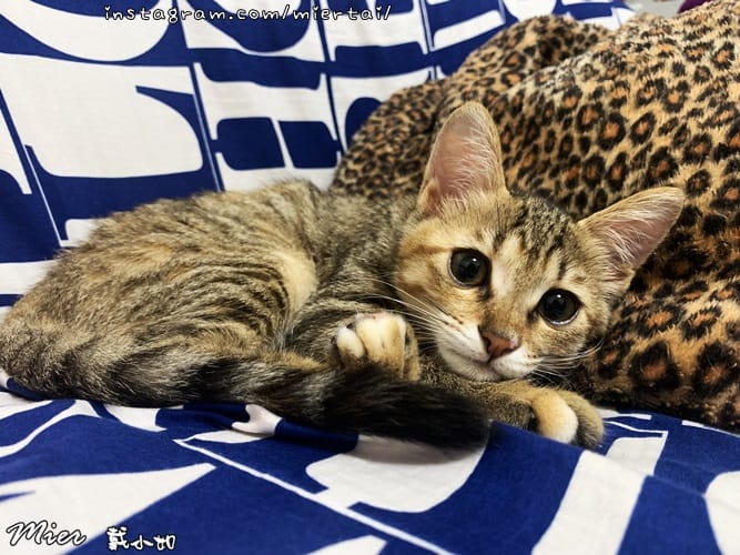 毛小孩|| 關於我的米克斯小奶貓 戴比Taibi 看似天使其 IMG_5786