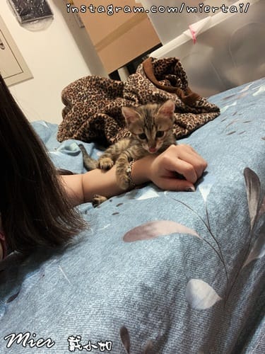 毛小孩|| 關於我的米克斯小奶貓 戴比Taibi 看似天使其 DVAK3235