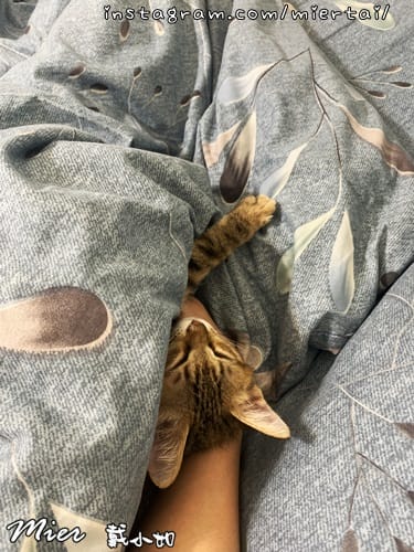 毛小孩|| 關於我的米克斯小奶貓 戴比Taibi 看似天使其 IMG_5885