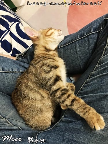 毛小孩|| 關於我的米克斯小奶貓 戴比Taibi 看似天使其 IMG_6137