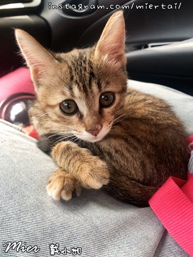 毛小孩|| 關於我的米克斯小奶貓 戴比Taibi 看似天使其 IMG_5046