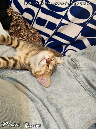 毛小孩|| 關於我的米克斯小奶貓 戴比Taibi 看似天使其 VOMZ4405