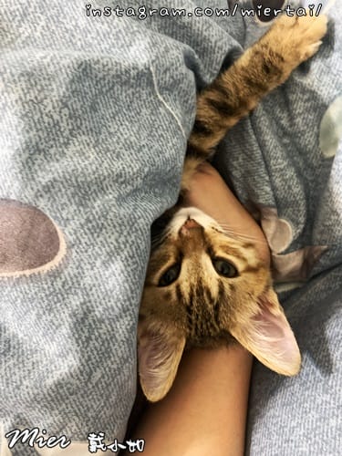 毛小孩|| 關於我的米克斯小奶貓 戴比Taibi 看似天使其 IMG_5884
