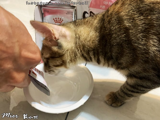 毛小孩 飼料推薦 ROYAL CANIN法國皇家 K36 IMG_9409