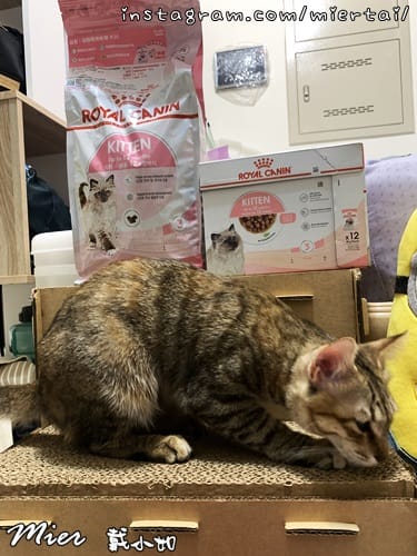 毛小孩 飼料推薦 ROYAL CANIN法國皇家 K36 IMG_9388