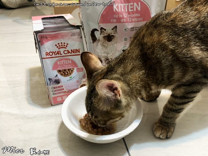 毛小孩 飼料推薦 ROYAL CANIN法國皇家 K36 IMG_9412