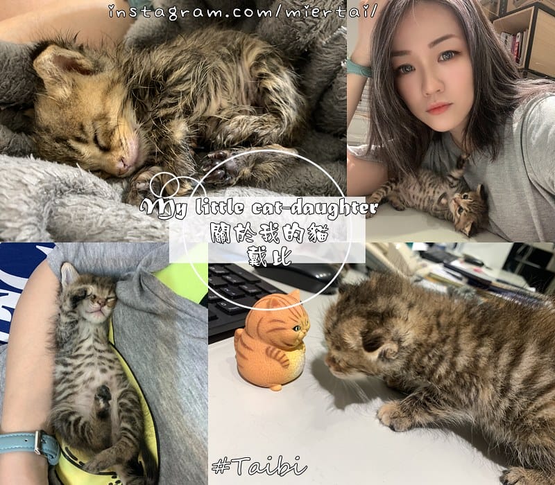 毛小孩 飼料推薦 ROYAL CANIN法國皇家 K36 cats