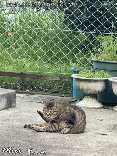 日本 東京Tokyo 人手一片 比臉還大的江之島名產現烤