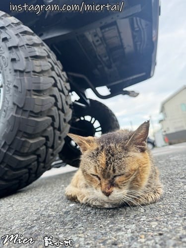 日本 東京Tokyo 人手一片 比臉還大的江之島名產現烤